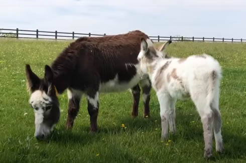 Orphaned Donkey